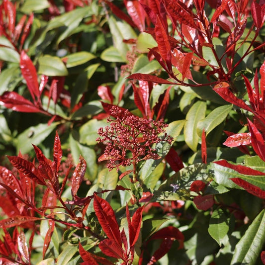 When to Prune Photinia Red Robin in the UK - Impact Hedging
