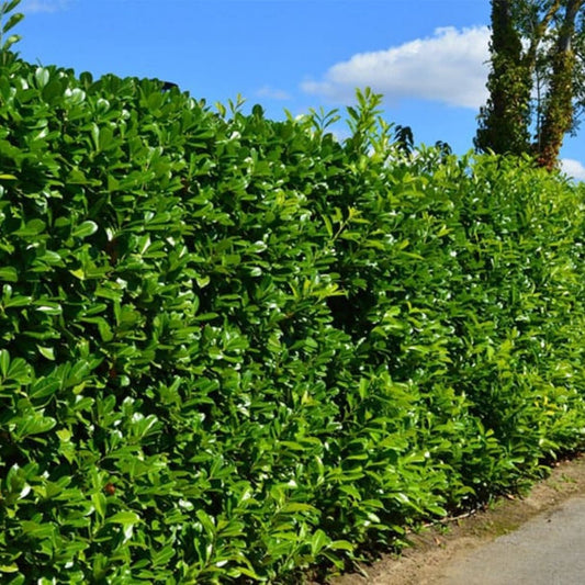 Yew Hedge vs Laurel Hedge: Which Is Best for Privacy? - Impact Hedging