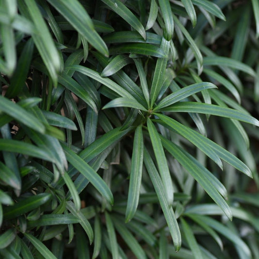 Yew Hedges: When to Plant, How to Plant, Spacing, Trimming and Instant Hedge Options - Impact Hedging