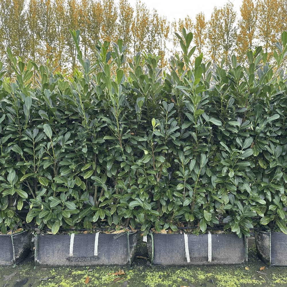 Cherry Laurel Instant Hedges - Impact Hedging