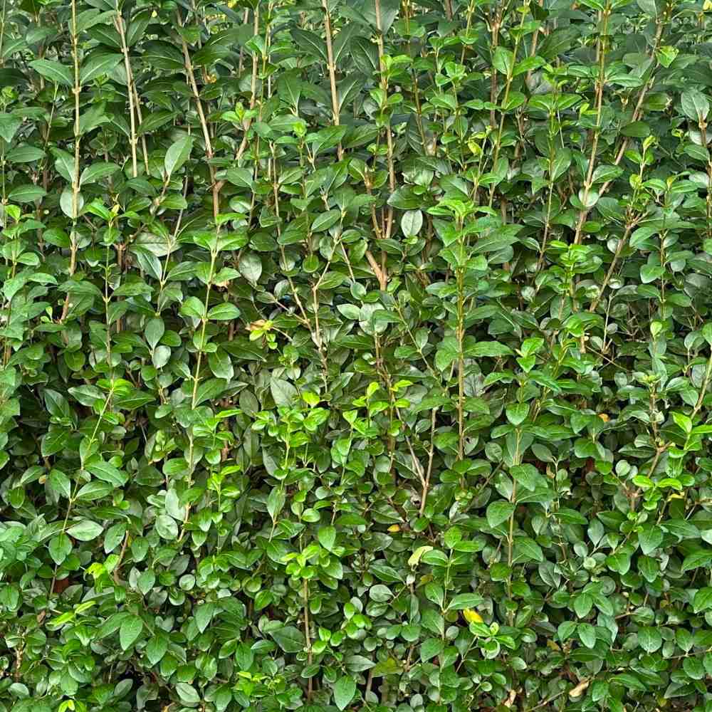 Evergreen Hedges for Year-Round Privacy - Impact Hedging