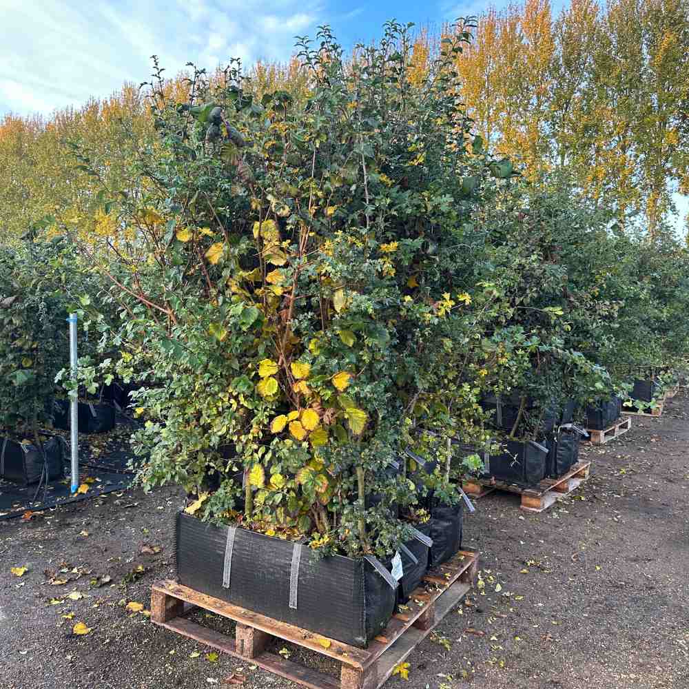 Instant Hedges for Sale - Impact Hedging