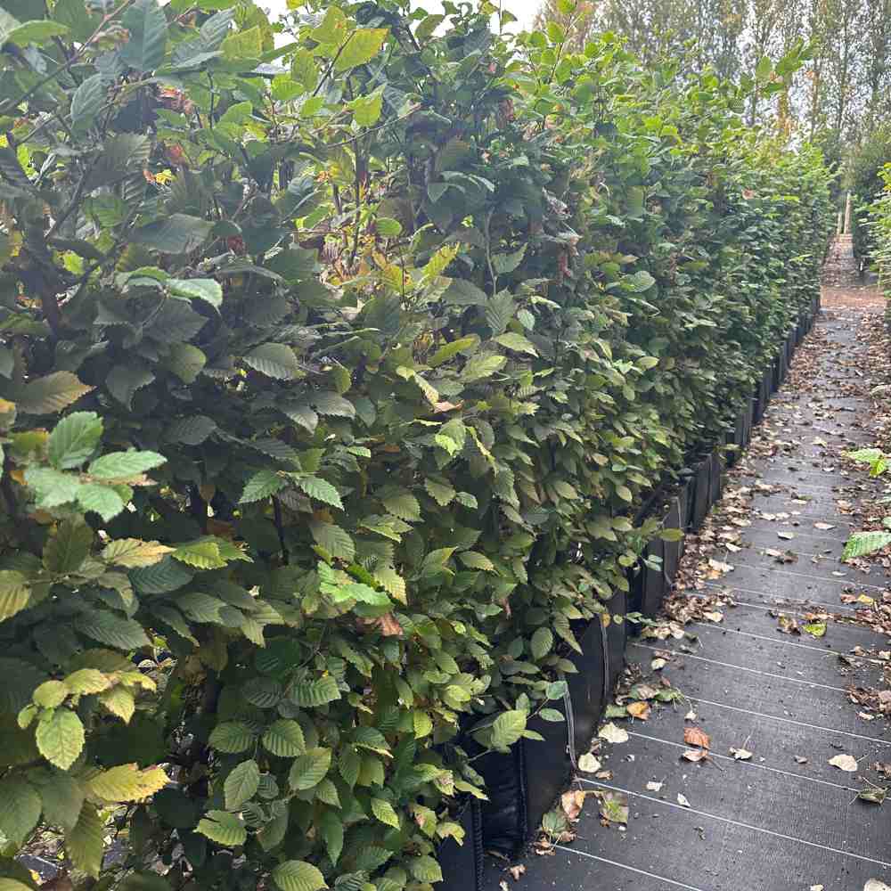 Instant Hedges in Hedgebags - Impact Hedging