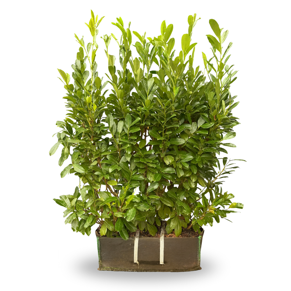 Cherry Laurel Impact Hedging