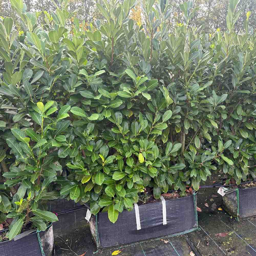 Cherry Laurel Instant Hedge 150cm, 1m Hedgebag