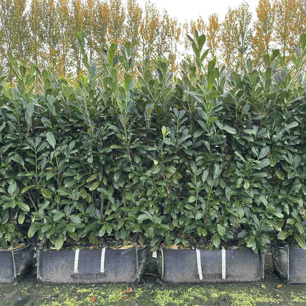 Cherry Laurel Instant Hedge 150cm (5ft) , 1m Hedgebag