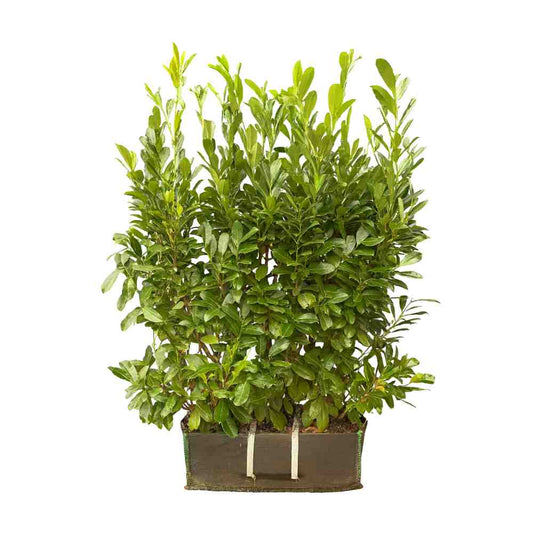Cherry Laurel Instant Hedge 150cm (5ft) , 1m Hedgebag – Evergreen