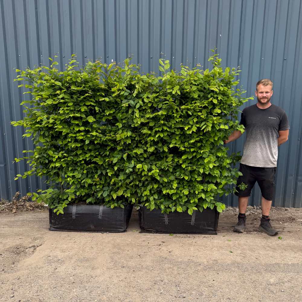 Couple of Hornbeam - 190cm (6-7ft), 1m Hedgebag – Deciduous