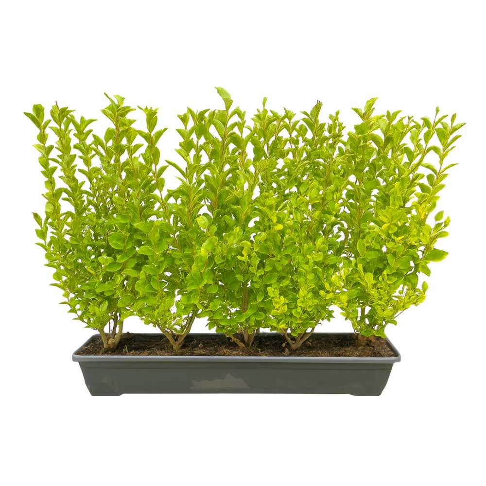 Golden Privet Instant Hedge 70–90cm Trough – Evergreen