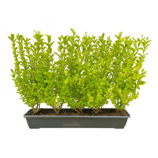 Golden Privet Instant Hedge 70–90cm Trough – Evergreen