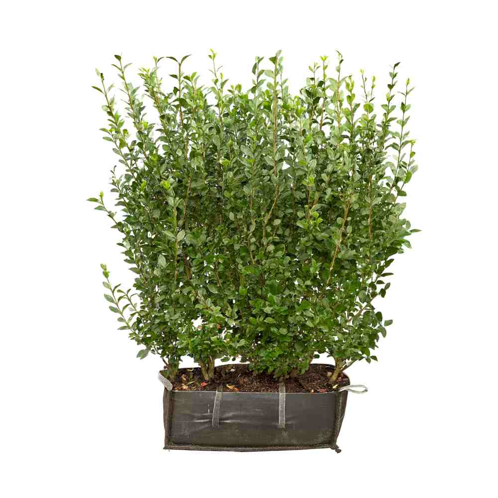 Green Privet Instant Hedge 190cm (6-7ft), 1m Hedgebag – Evergreen