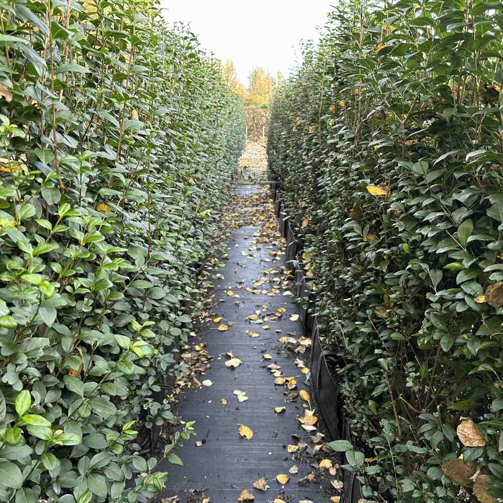 Green Privet Instant Hedge 190cm (6-7ft), 1m Hedgebag – Evergreen - lifestyle