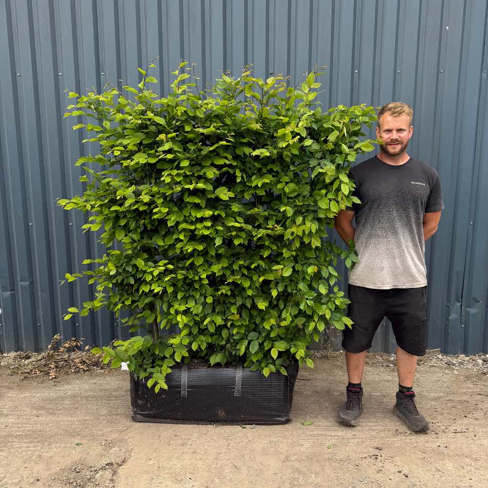 Hornbeam - 190cm (6-7ft), 1m Hedgebag – Deciduous