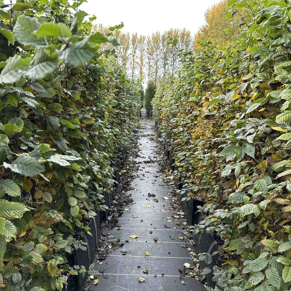 Hornbeam Instant Hedge 190cm (6-7ft), 1m Hedgebag 