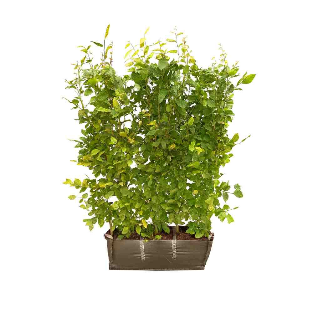 Hornbeam Instant Hedge 190cm (6-7ft), 1m Hedgebag – Deciduous