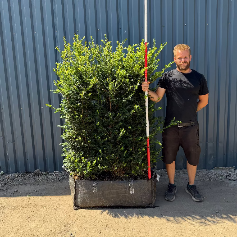 English Yew Instant Hedge 140cm (4.5ft), 1m Hedgebag – Evergreen