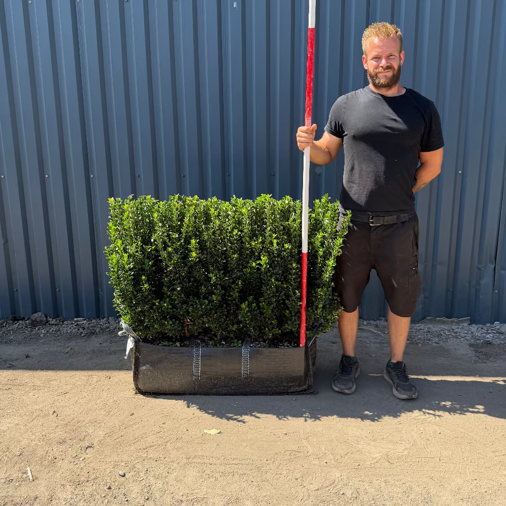 Euonymus Jean Hugues Instant Hedge 70-80cm (2.5ft), 1m Hedgebag – Evergreen
