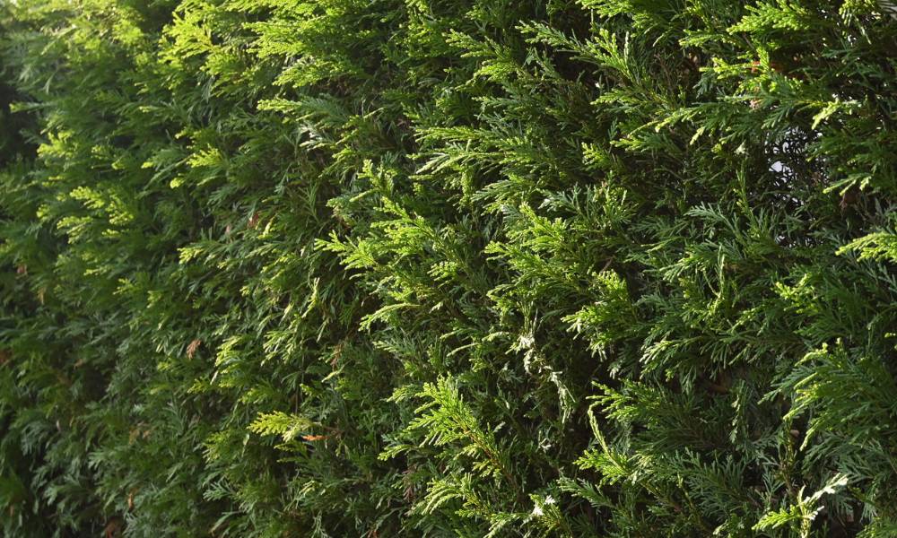 Leylandii leyland Cypress