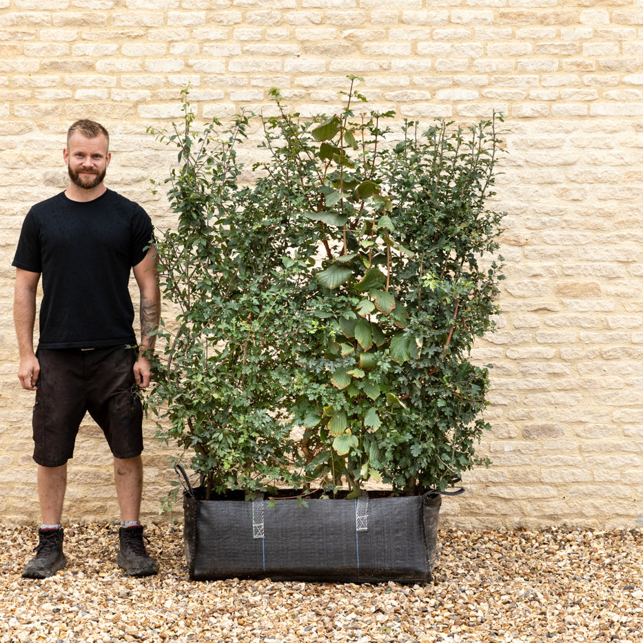 Native Mix Instant Hedge 150cm (5ft), 1m Hedgebag – Deciduous