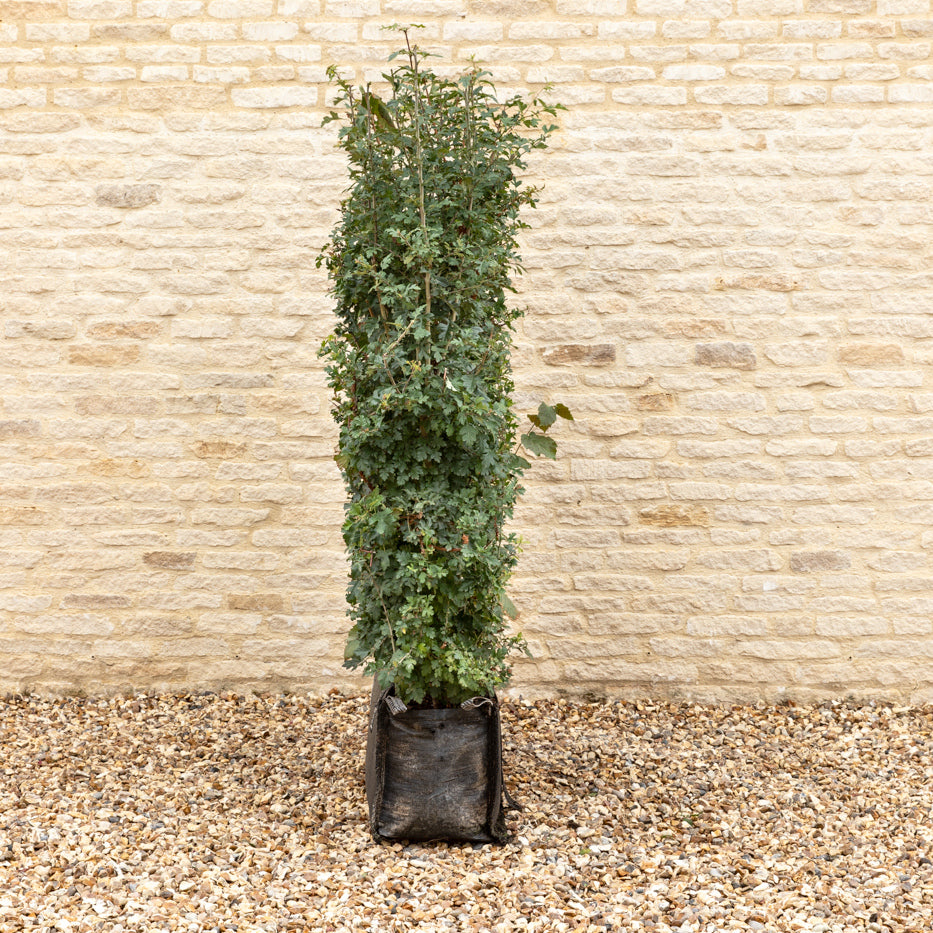 Native Mix Instant Hedge 150cm (5ft), 1m Hedgebag – Deciduous