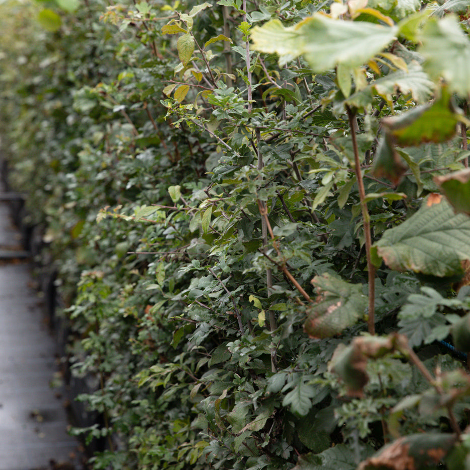 Native Mix Instant Hedge 150cm (5ft), 1m Hedgebag – Deciduous