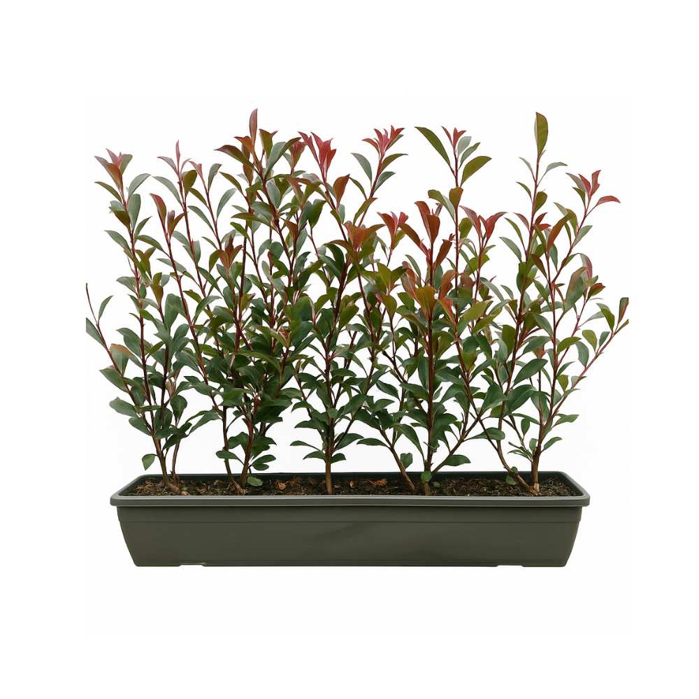 Photinia Red Robin