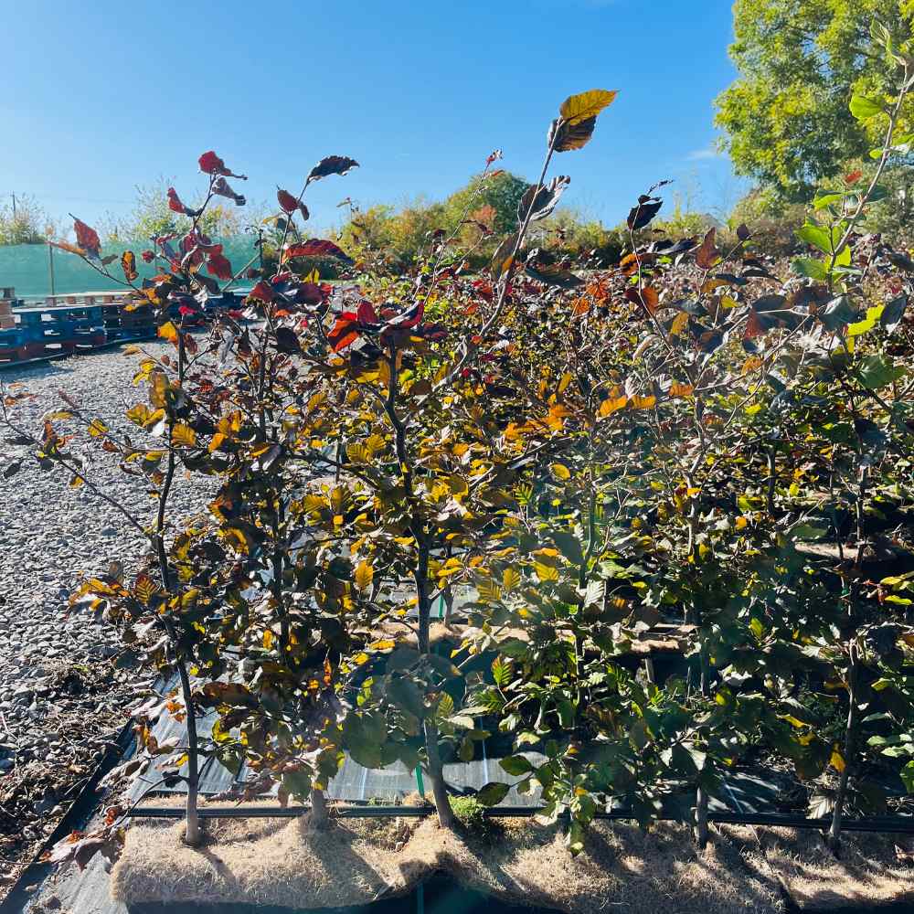 PurpleBeach_Instant_hedge