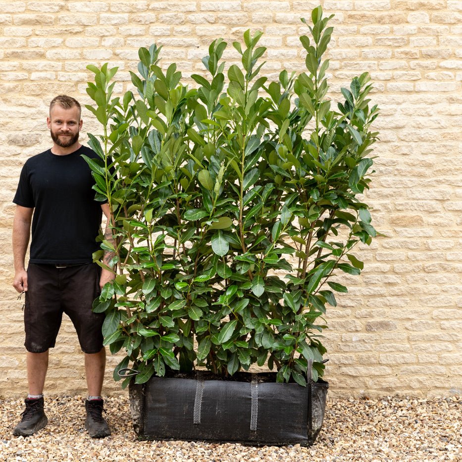 Cherry Laurel Instant Hedge 150cm (5ft), 1m Hedgebag – Evergreen - Impact Hedging