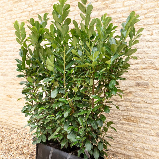 Cherry Laurel Instant Hedge 150cm (5ft), 1m Hedgebag – Evergreen - Impact Hedging