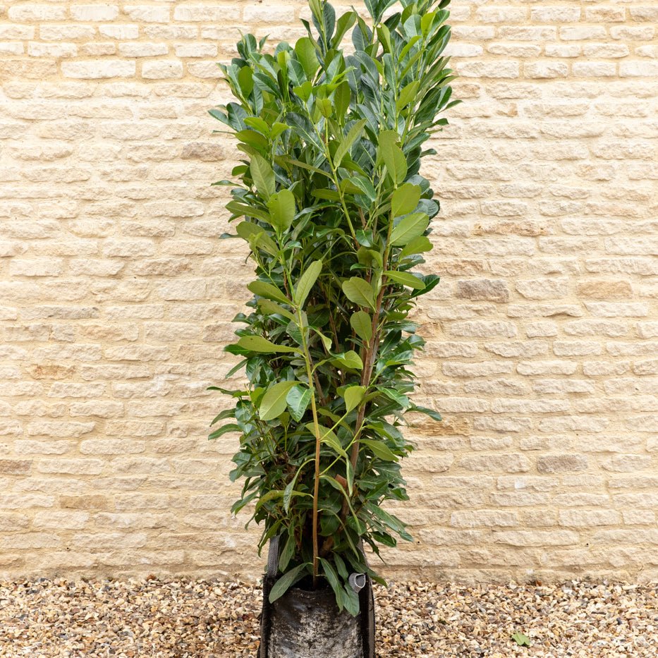 Cherry Laurel Instant Hedge 150cm (5ft), 1m Hedgebag – Evergreen - Impact Hedging