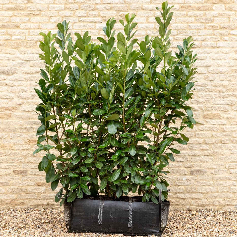 Cherry Laurel Instant Hedge 150cm (5ft), 1m Hedgebag – Evergreen - Impact Hedging