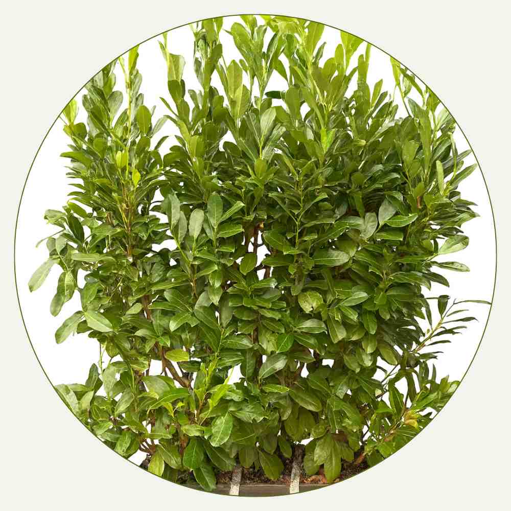 cherry laurel