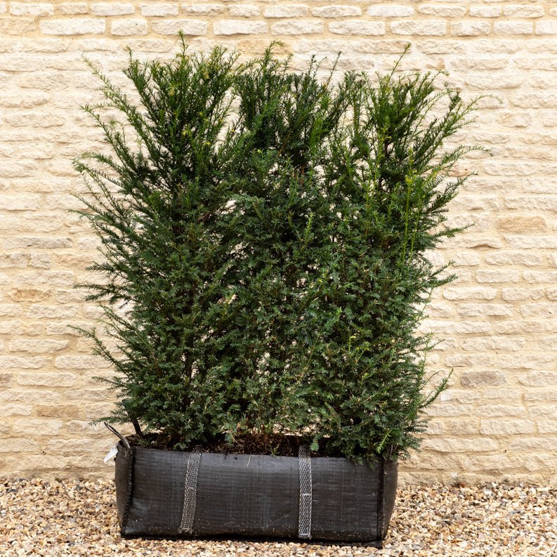 English Yew Instant Hedge 140cm (4.5ft), 1m Hedgebag – Evergreen - Impact Hedging