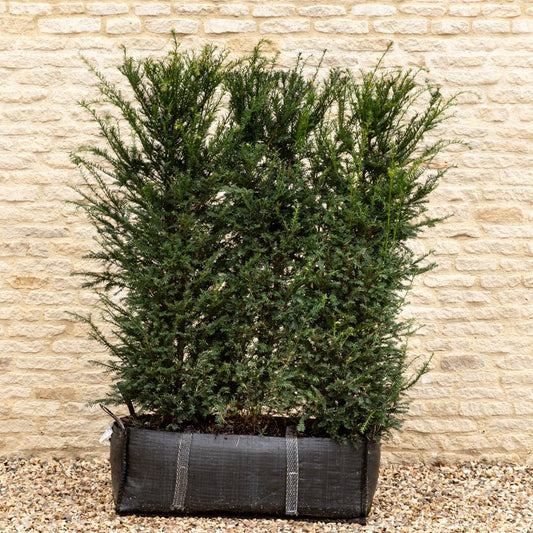 English Yew Instant Hedge 140cm (4.5ft), 1m Hedgebag – Evergreen - Impact Hedging