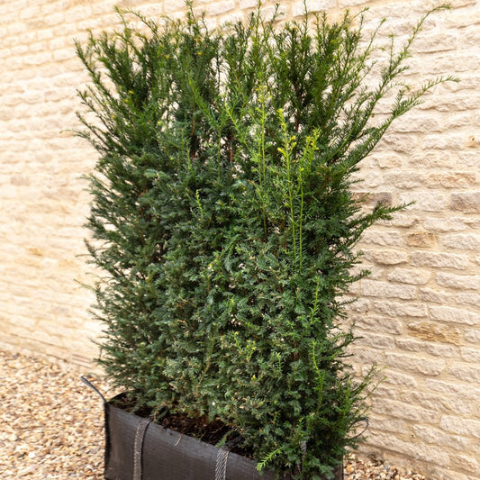 English Yew Instant Hedge 140cm (4.5ft), 1m Hedgebag – Evergreen - Impact Hedging