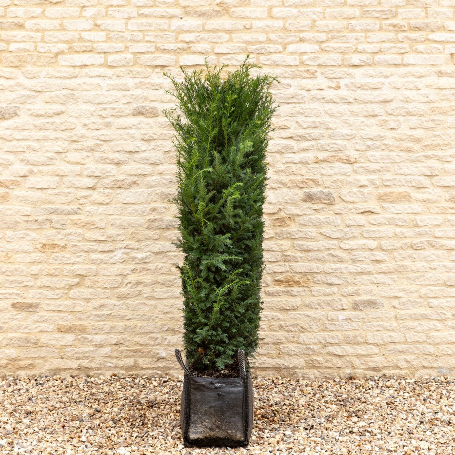English Yew Instant Hedge 140cm (4.5ft), 1m Hedgebag – Evergreen - Impact Hedging