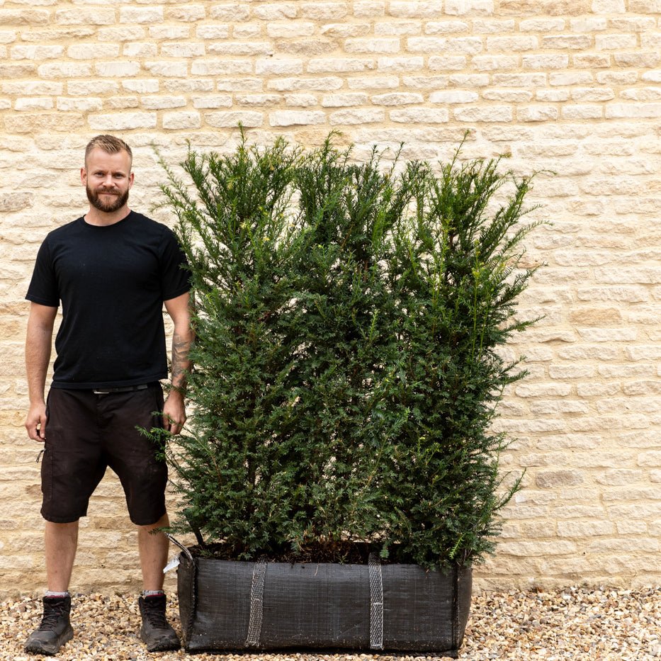 English Yew Instant Hedge 140cm (4.5ft), 1m Hedgebag – Evergreen - Impact Hedging