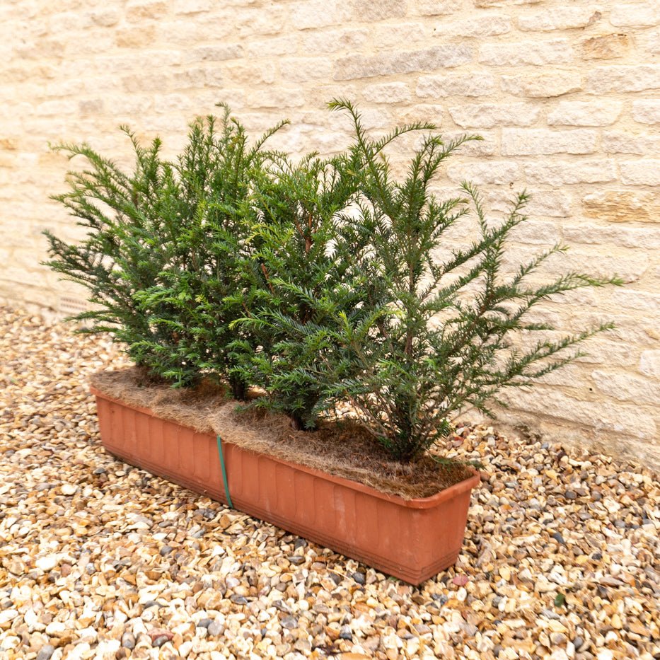 English Yew Instant Hedge 40-50cm, 1m Trough – Evergreen - Impact Hedging