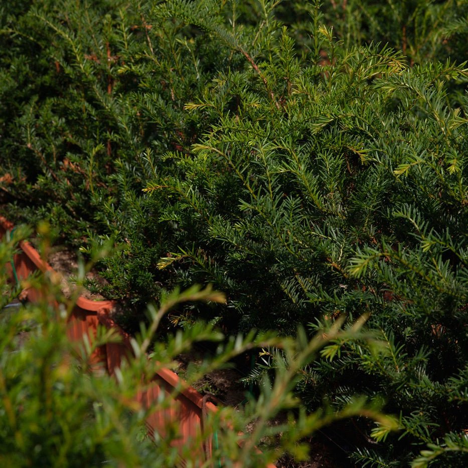 English Yew Instant Hedge 40-50cm, 1m Trough – Evergreen - Impact Hedging