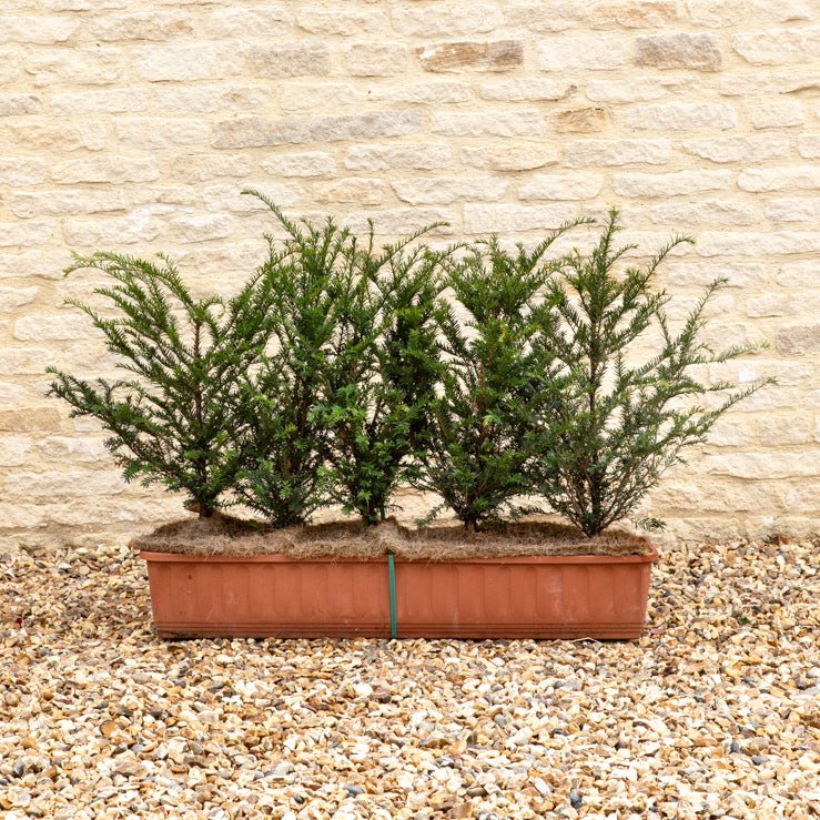 English Yew Instant Hedge 40-50cm, 1m Trough – Evergreen - Impact Hedging