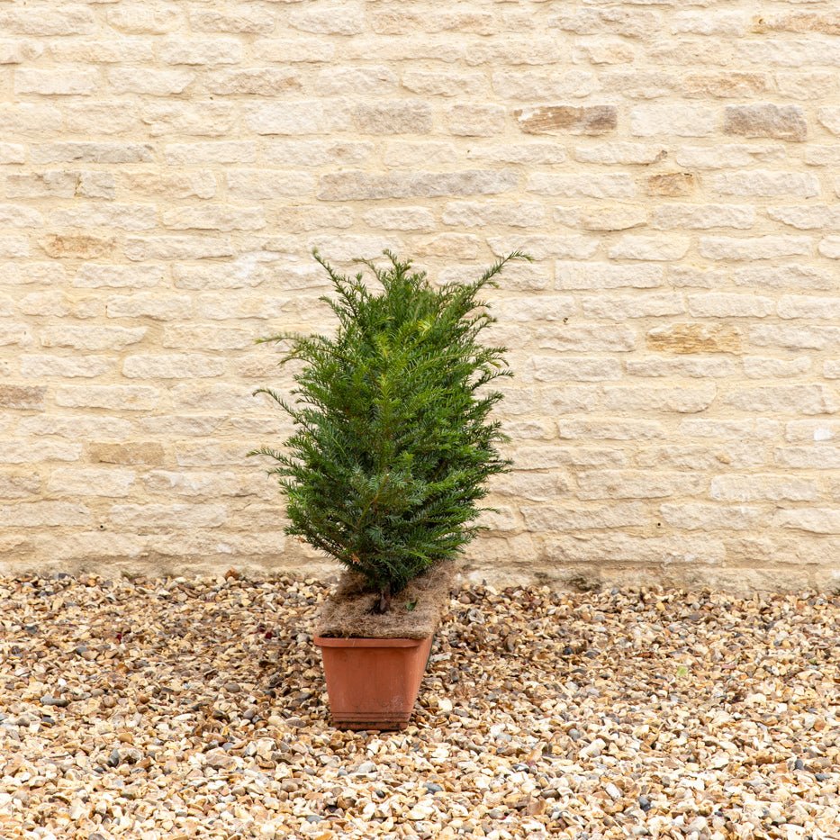 English Yew Instant Hedge 40-50cm, 1m Trough – Evergreen - Impact Hedging