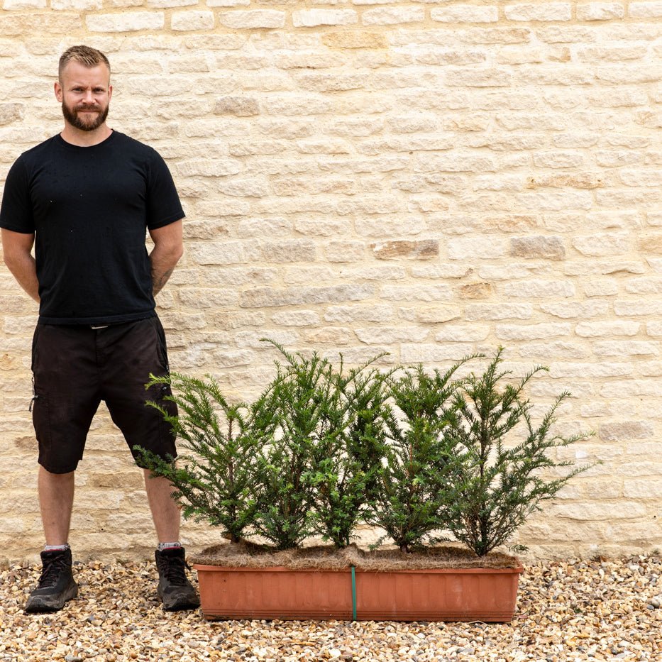 English Yew Instant Hedge 40-50cm, 1m Trough – Evergreen - Impact Hedging