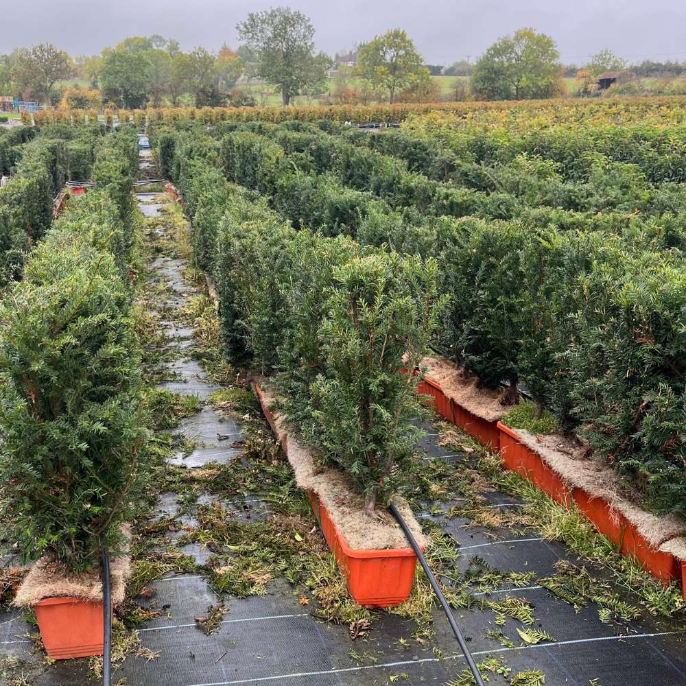 English Yew Instant Hedge 60–80cm Trough – Evergreen - Impact Hedging