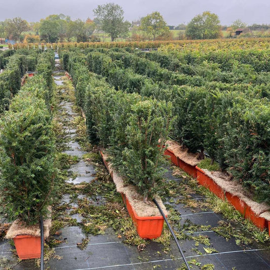English Yew Instant Hedge 60–80cm Trough – Evergreen - Impact Hedging