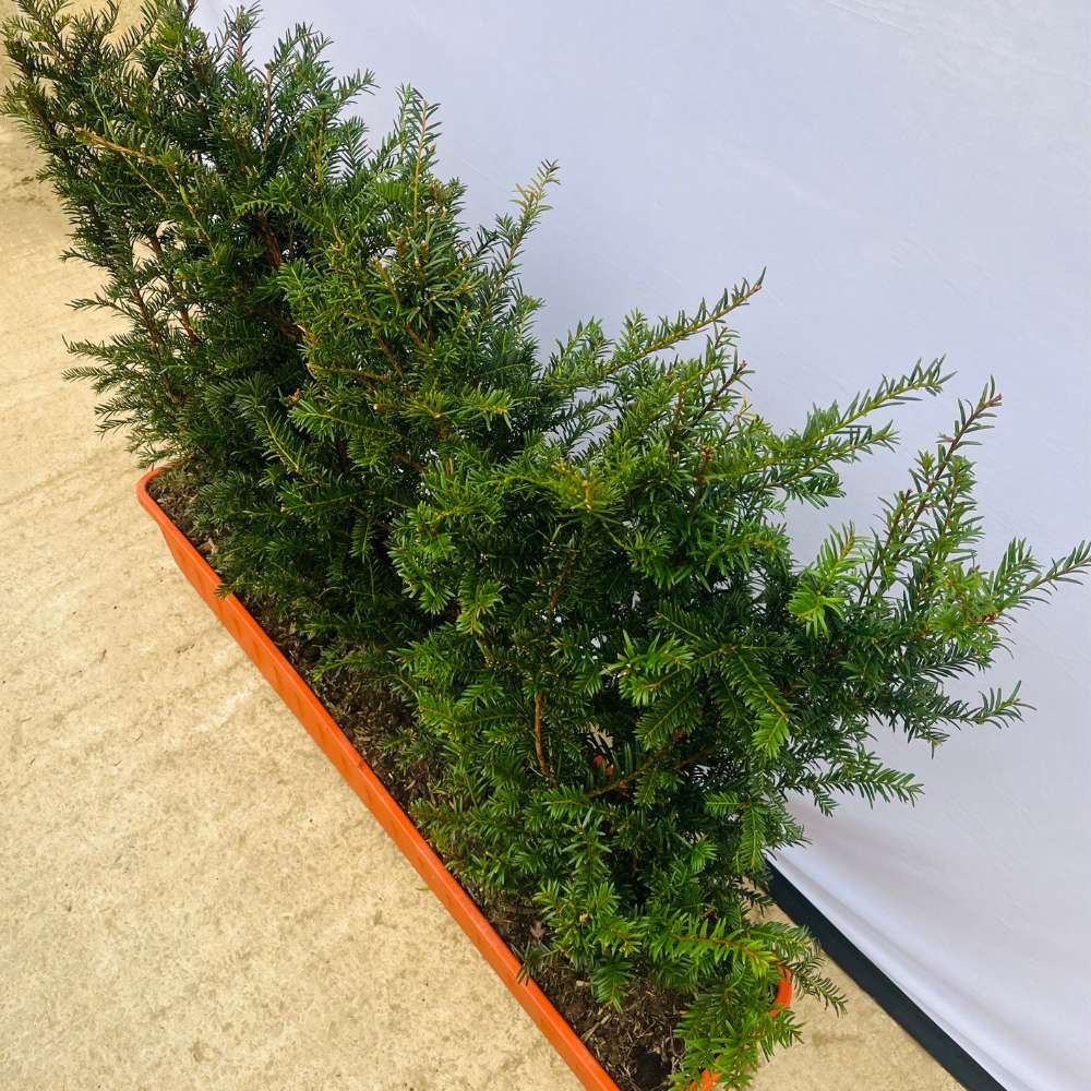 English Yew Instant Hedge 60–80cm Trough – Evergreen - Impact Hedging