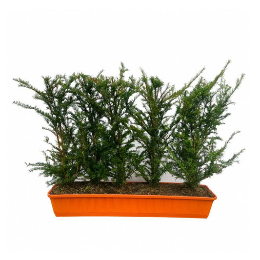 English Yew Instant Hedge 60–80cm Trough – Evergreen - Impact Hedging