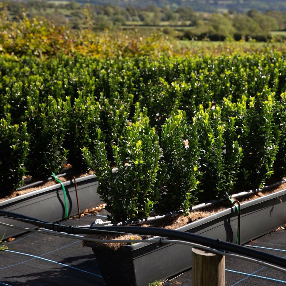 Euonymus Jean Hugues Instant Hedge 35-40cm, 1m Trough – Evergreen - Impact Hedging