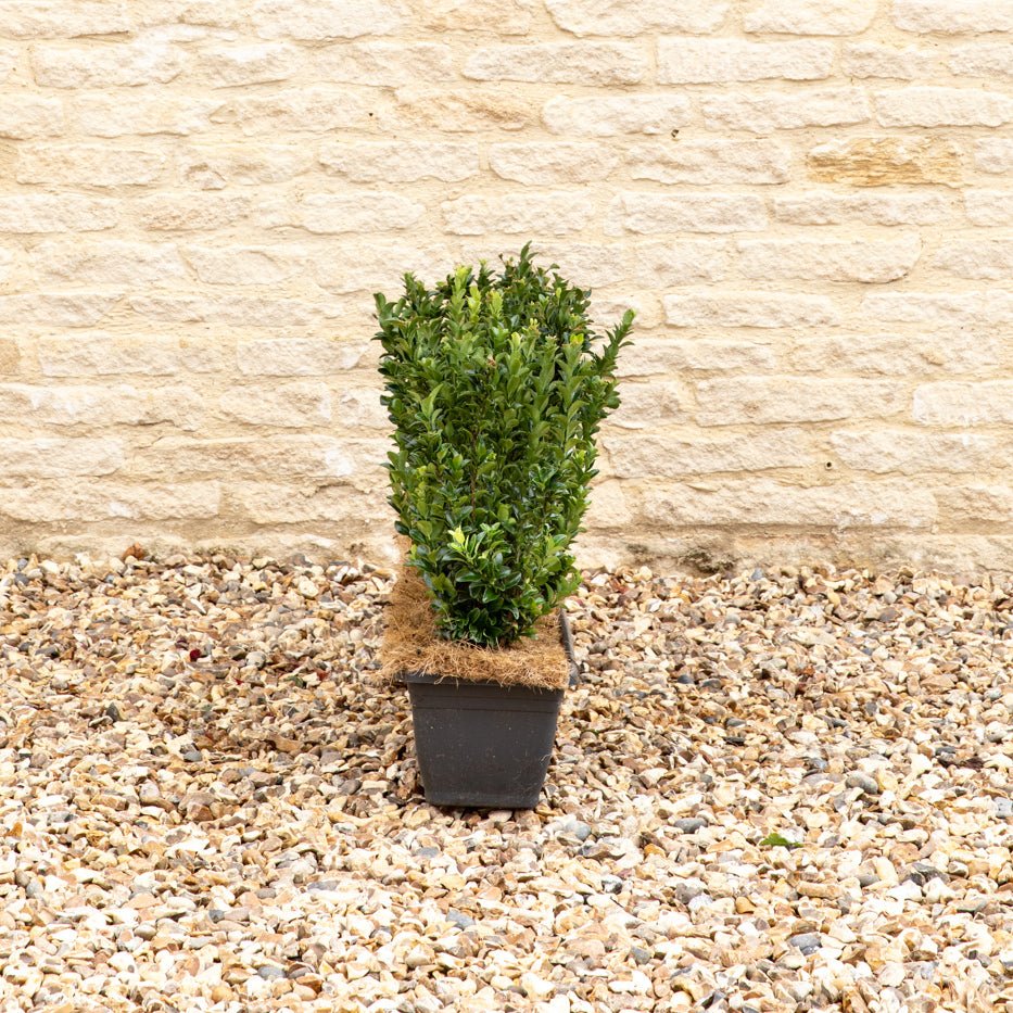 Euonymus Jean Hugues Instant Hedge 35-40cm, 1m Trough – Evergreen - Impact Hedging