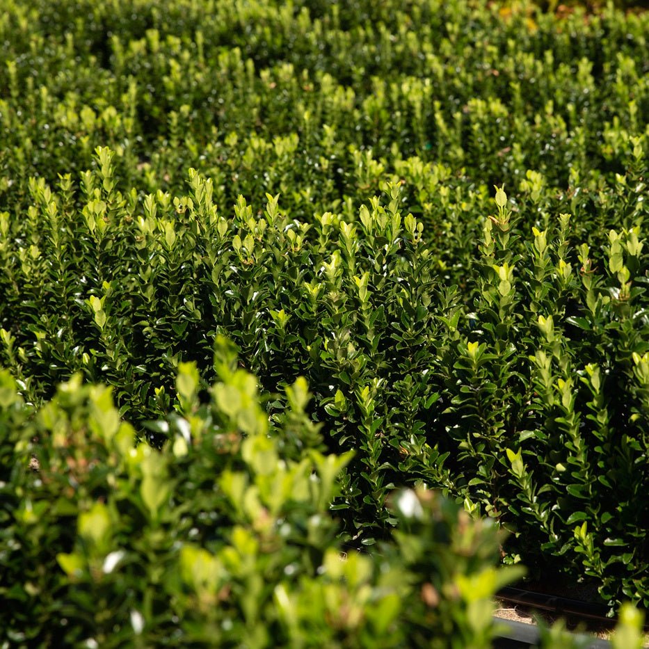 Euonymus Jean Hugues Instant Hedge 35-40cm, 1m Trough – Evergreen - Impact Hedging