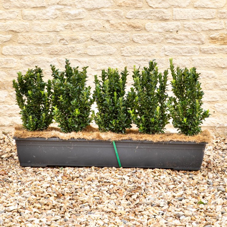 Euonymus Jean Hugues Instant Hedge 35-40cm, 1m Trough – Evergreen - Impact Hedging